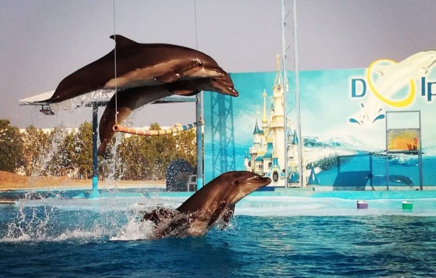 Delfinárium Hurghada-Delfíní show Hurghada