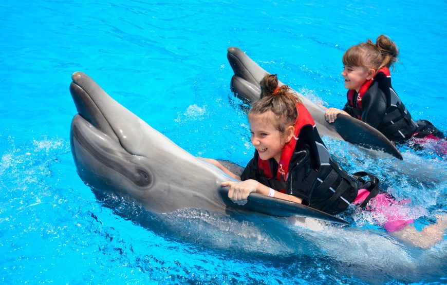 Плавание с дельфинами цена в Хургаде — подробное описание  — дельфинарий хургада