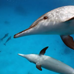 Dolphins Red Sea hurghada kinds -Excursions Marsa Alam -Dolphin House Marsa Alam