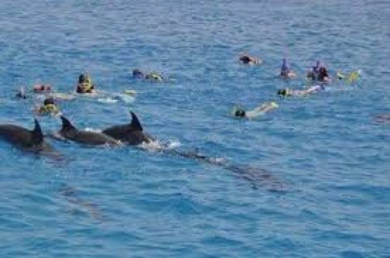 Dolphin Show Hurghada depuis Makadi Bay — Une Expérience Marine Magique pour Toute la Famille