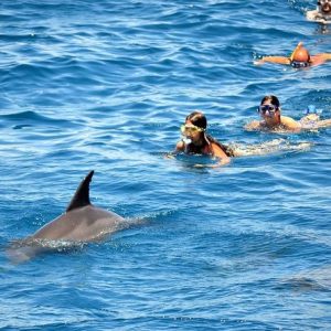 Dolphin House Hurghada tour |Egipto el mar rojo | nadar con delfines hurghada