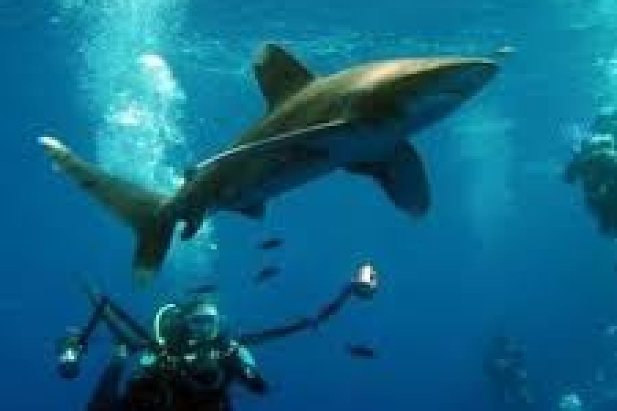 Scuba Diving Marsa Alam