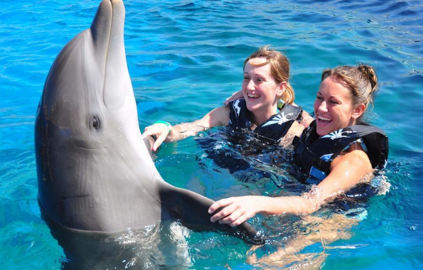 Delfinariu Hurghada – Delfin Show Hurghada -Marea Roșie