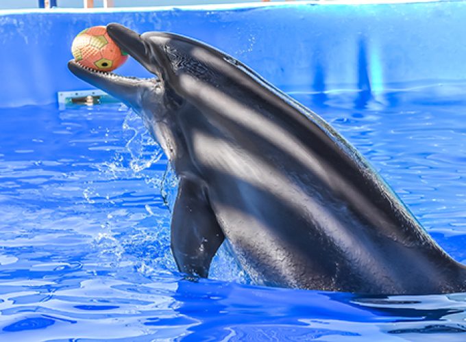 Dolphin Show Sharm El Sheikh,