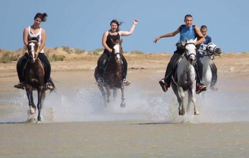 прогулки на лошадях в Хургаде —  Конная прогулка по Хургаде 2 часа (пустыня и пляж)