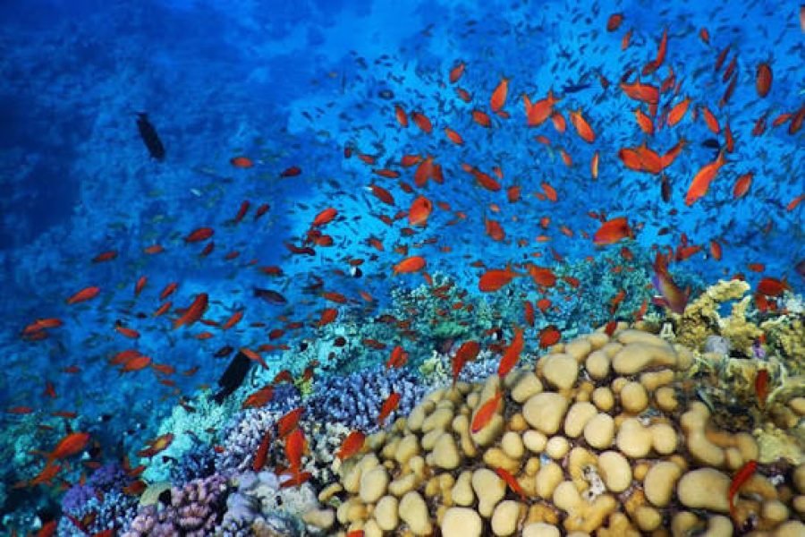 Sharm El Naga Snorkelen vanuit Hurghada