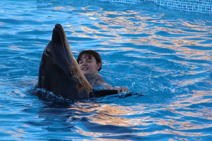 Zwemmen met Dolfijnen Sharm El Sheikh | 30 Minuten Dolphin Experience