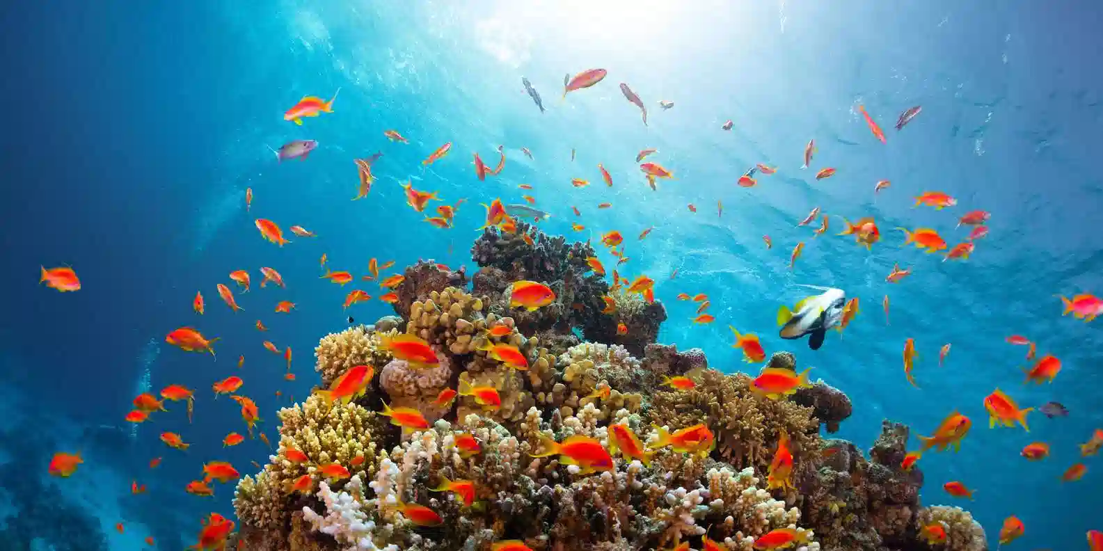 Ras Mohamed Snorkeling