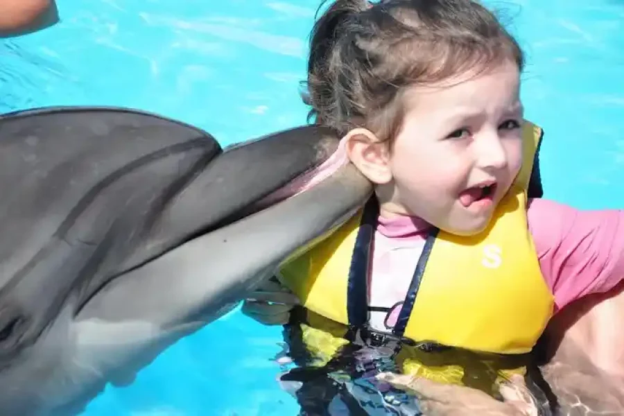 swimming with dolphins sharm el sheikh