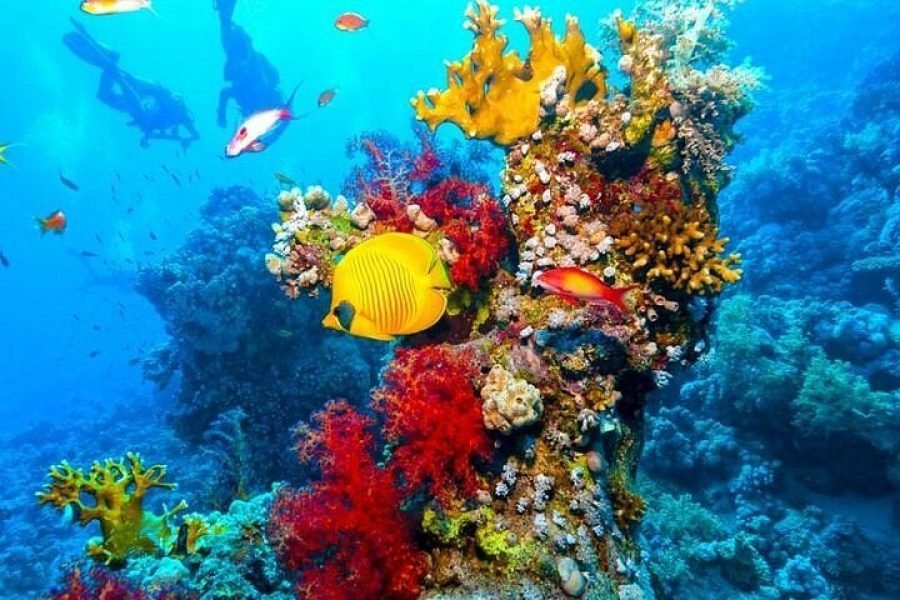 Ras Mohammed snorkelezés Sharm El Sheikhből – Buszos kirándulás