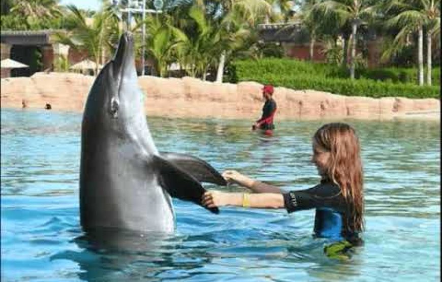Nuotare con i delfini a sharm el sheikh -cosa fare a sharm el sheikh