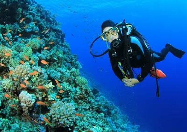 Nadar com Golfinhos em Hurghada saindo de Safaga | Dolphin House