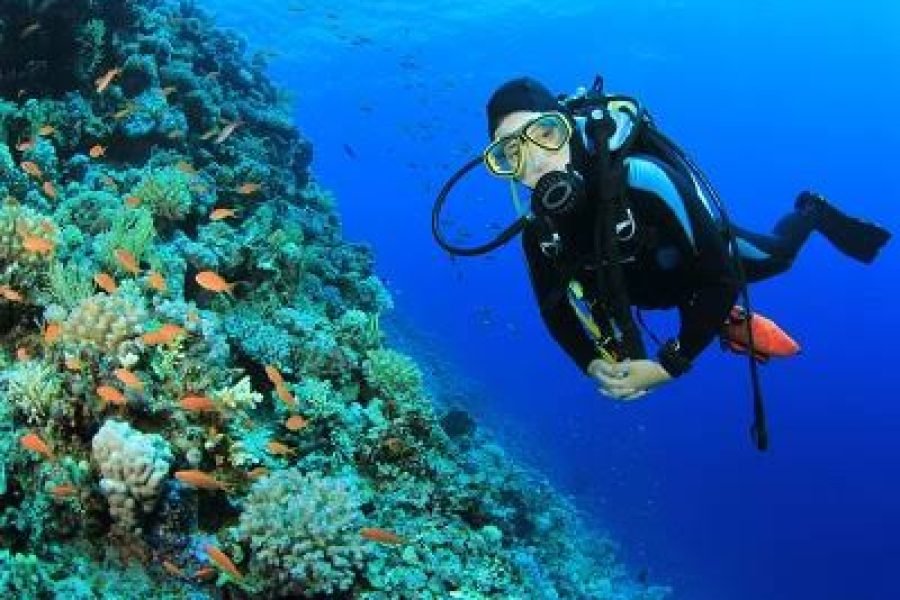 Mergulho na Ilha Tiran saindo de Sharm El Sheikh