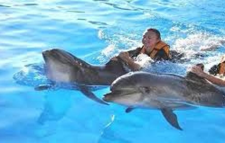 Private Tour – Swimming With Dolphin Sharm El Sheikh
