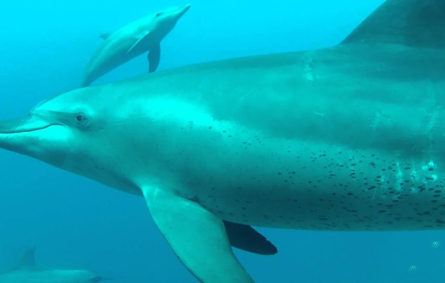 Schwimmen mit Delfinen in Sharm El Sheikh
