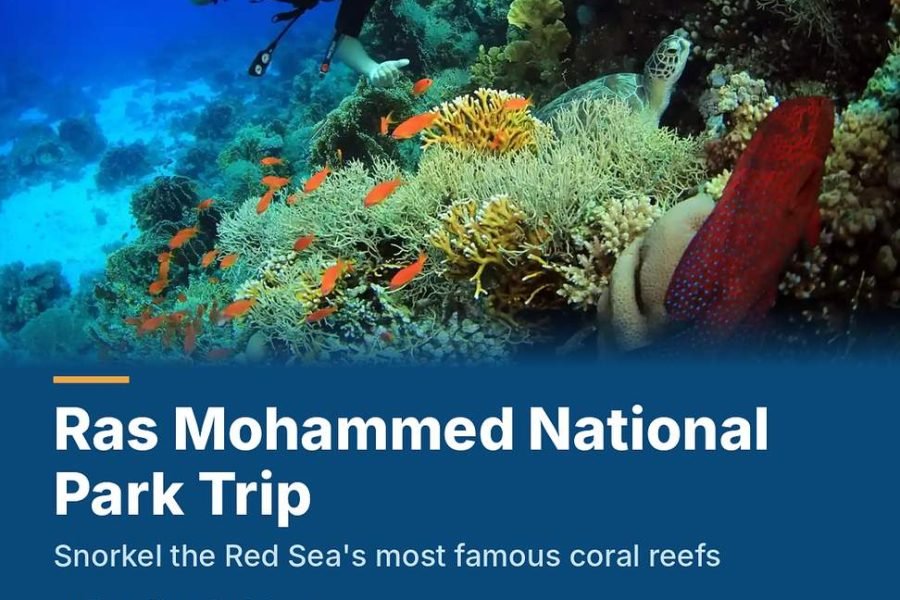 White Island & Ras Mohammed Diving Day Trip