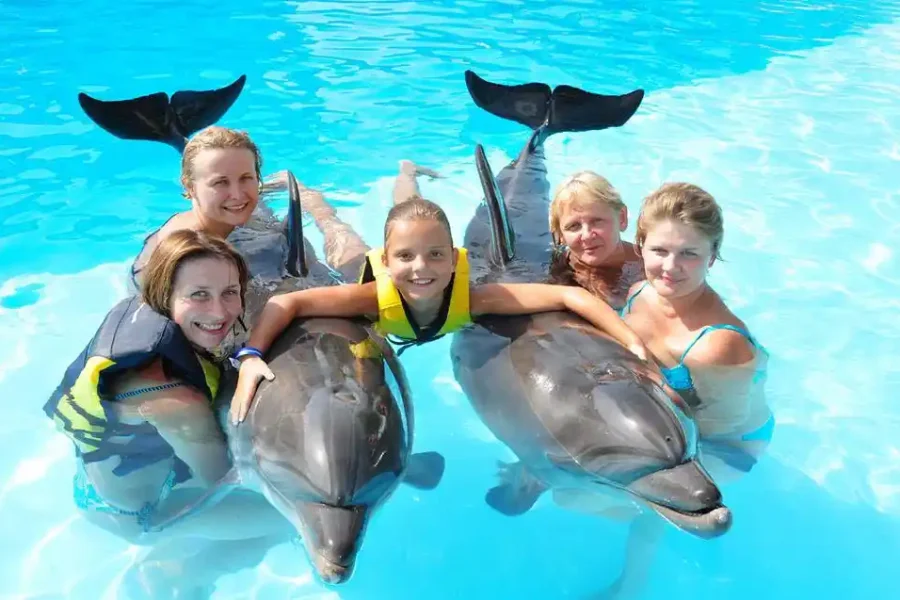 swimming with dolphins sharm el sheikh