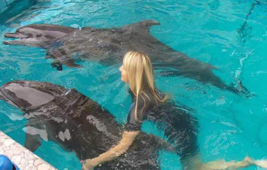 Schwimmen mit Delfinen in Sharm El Sheikh