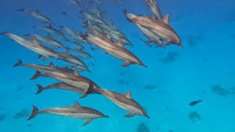 Excursion Dauphins Hurghada depuis Makadi Bay | Dolphin House & Snorkeling Mer Rouge