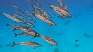 Excursion Dauphins Hurghada depuis Makadi Bay