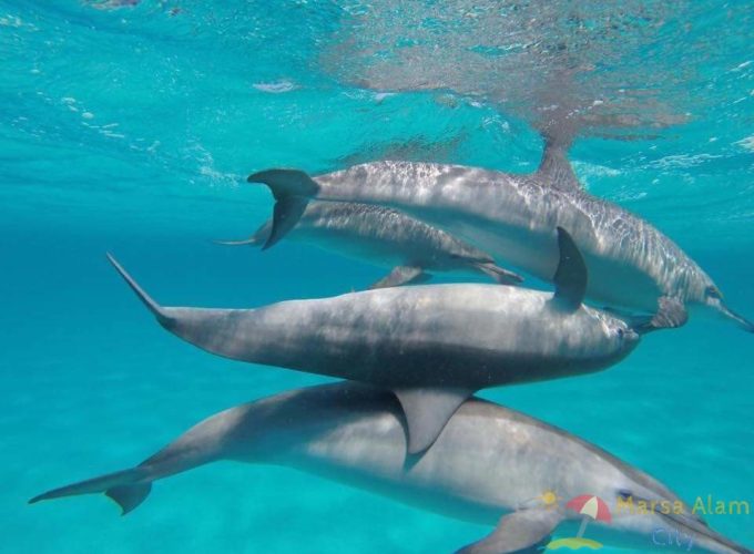 Excursion from Marsa Alam -SWIMMING WITH DOLPHINS-SNORKELING TOUR: THE SATAYA REEF (DOLPHIN HOUSE)