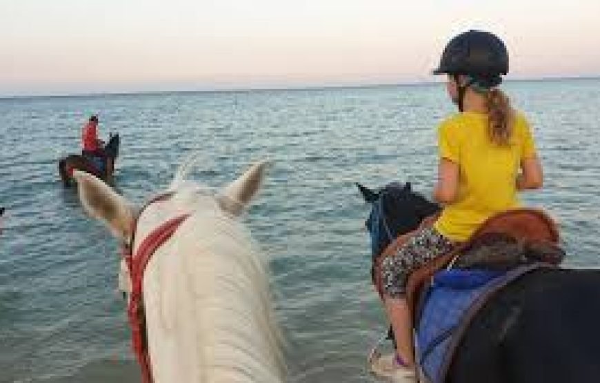 Horse Riding Hurghada Tours | Private Experience| Horseback