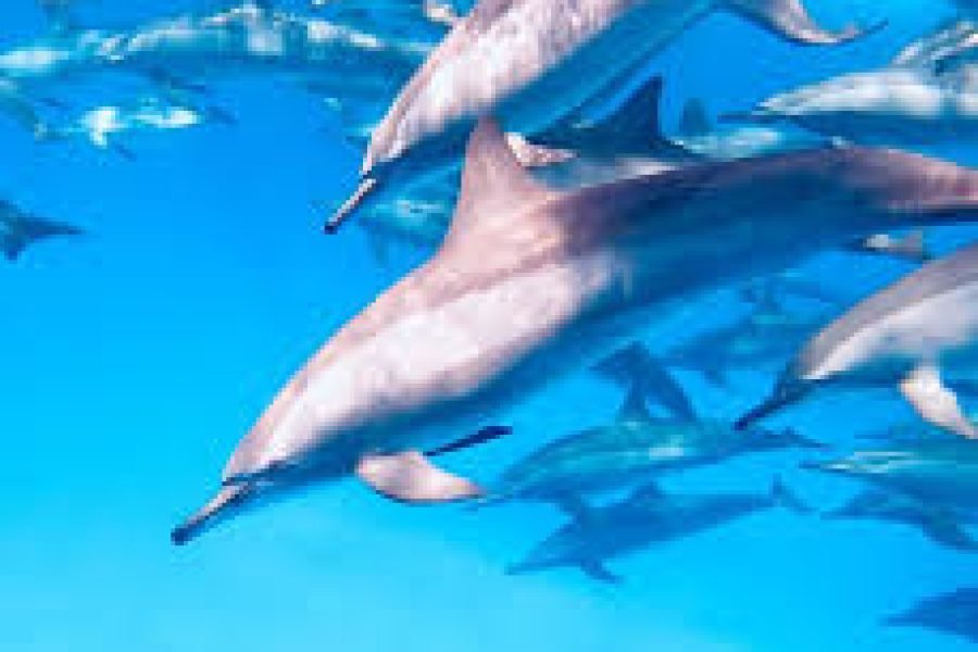 Dolphin House Marsa Alam (Sha’ab Samadai)