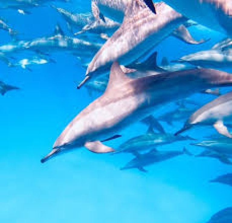 Marsa Alam Dolphin House – Sha’ab Samadai | Passeio de Snorkel com Golfinhos Selvagens