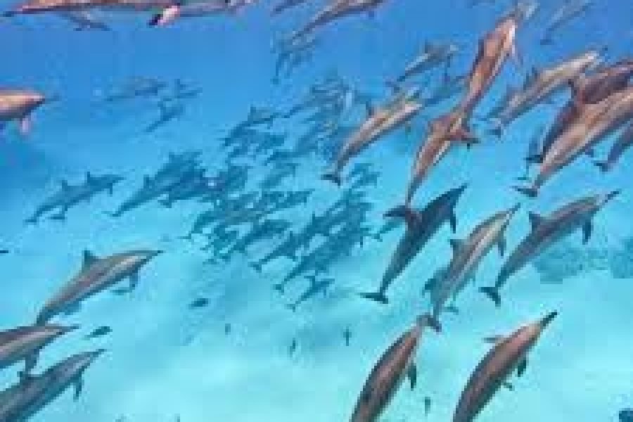 Dolphin House Marsa Alam (Sha’ab Samadai)