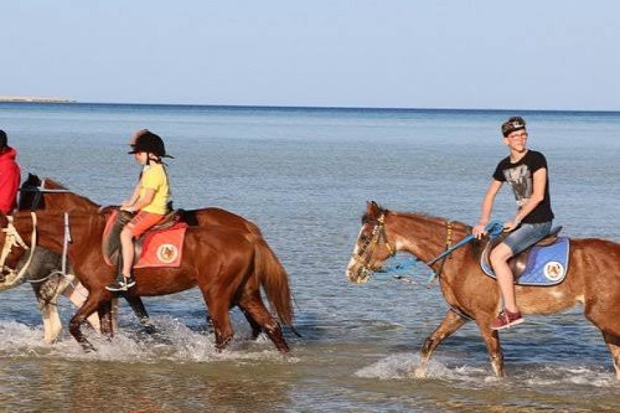 Horse Riding Hurghada | Lovaglás Hurghadában: Sivatag és a Vörös-tenger partja