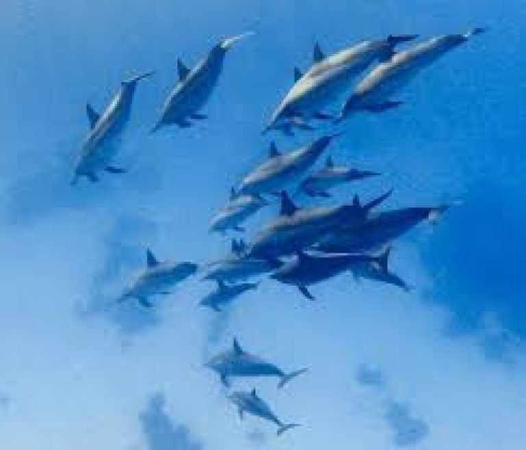 Dolphin House Marsa Alam (Sha’ab Samadai Reef) – Плавание с дикими дельфинами в Египте