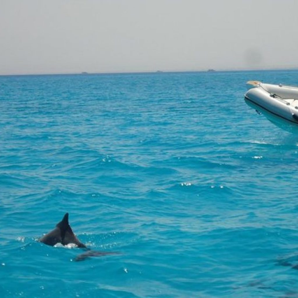 nurkowania z delfinami- Hurghada -pływanie z delfinami 
