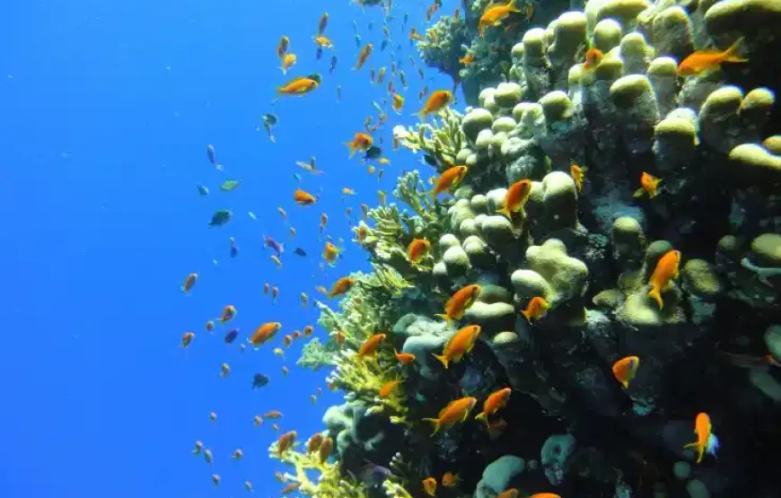 Hamata Island Marsa Alam & Qulaan Islands