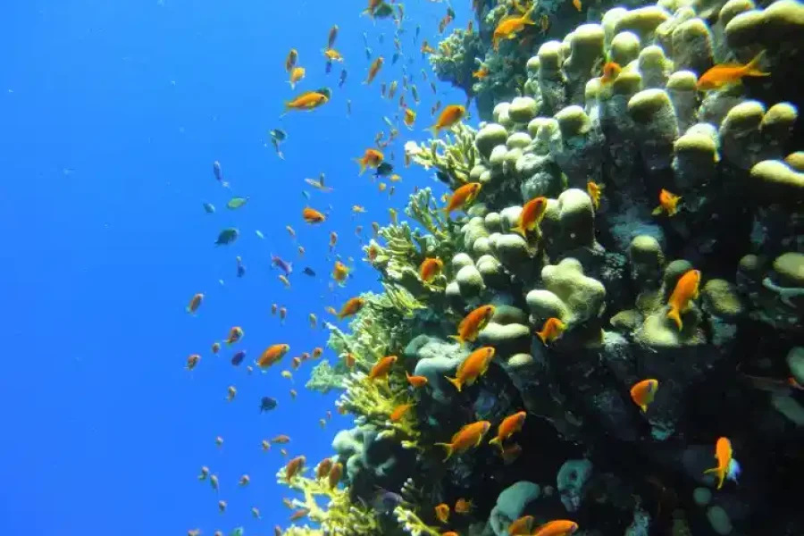 Hamata Island Marsa Alam