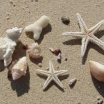 hurghada mahmya Egypt , Excursion Hurghada – Mahmya Island day trip, Egypt,