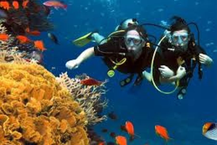 Diving the Red Sea: A World Beneath the Surface
