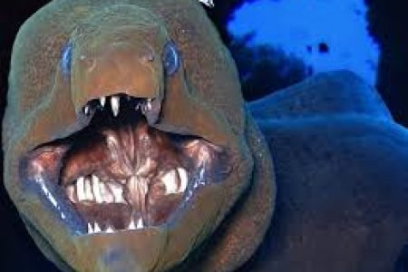 Red Sea Fish: A Complete Guide to Marine Life and Diving in Egypt