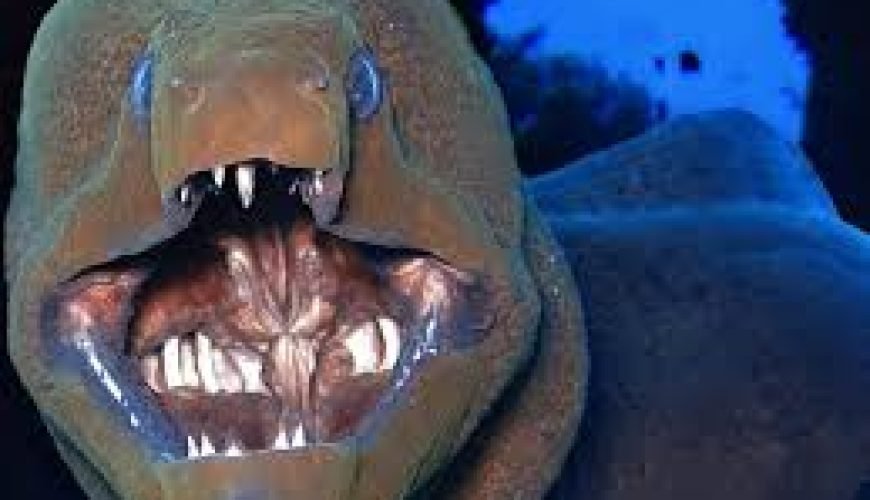 Red Sea Fish: A Complete Guide to Marine Life and Diving in Egypt