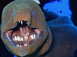 Red Sea Fish: A Complete Guide to Marine Life and Diving in Egypt