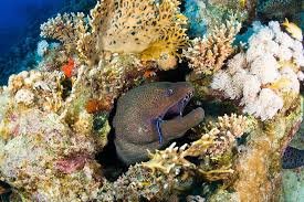 Veneficae tentacles | The famous eel | Red sea fish 