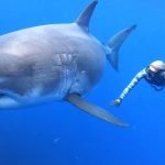 Sharks in Red Sea Egypt: