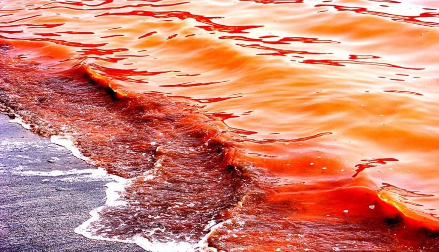 The Red Sea: An In-Depth Exploration of One of Earth’s Most Extraordinary Seas