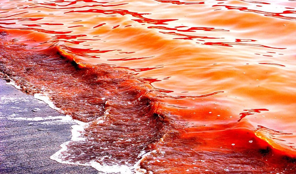 The Red Sea: An In-Depth Exploration of One of Earth’s Most Extraordinary Seas