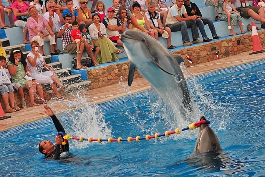 Dolphin Show Sharm El Sheikh | Beste Dolfijnenshow met Hoteltransfer