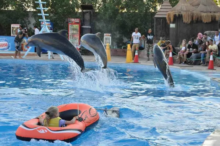 Dolphin Show Sharm El Sheikh | Delfin Show Hoteltranszferrel | Családi Program Egyiptomban