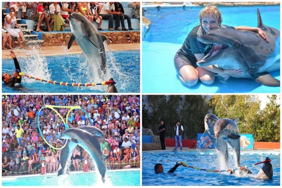 Dolphin Show Sharm El Sheikh | Show de Golfinhos com Traslado | Excursão Familiar no Egito