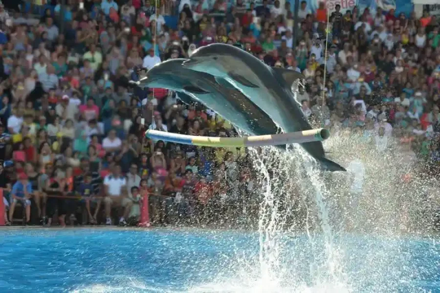 Dolphin Show Sharm el Sheikh