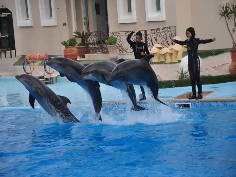 Dolphinarium Sharm El Sheikh & Swimming with Dolphins