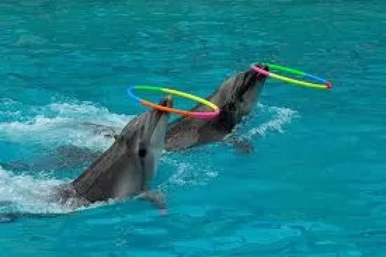 Spectacle de Dauphins à Hurghada depuis Sahl Hasheesh | Excursion Familiale Inoubliable