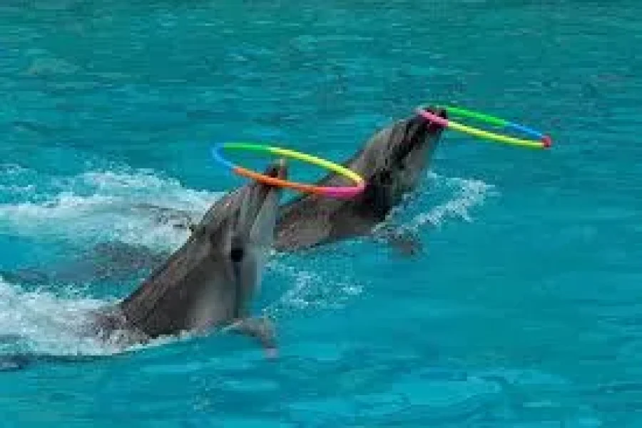 Dolphin Show Sharm el Sheikh